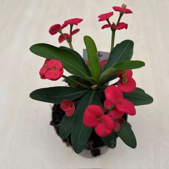Euphorbia milli maxi - Elvirágzott!