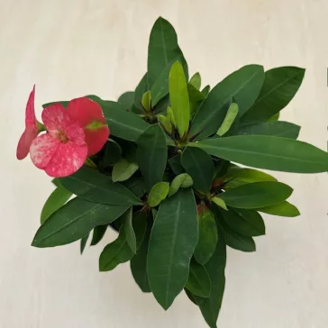 Euphorbia milli maxi - nagyvirágú kutyatej