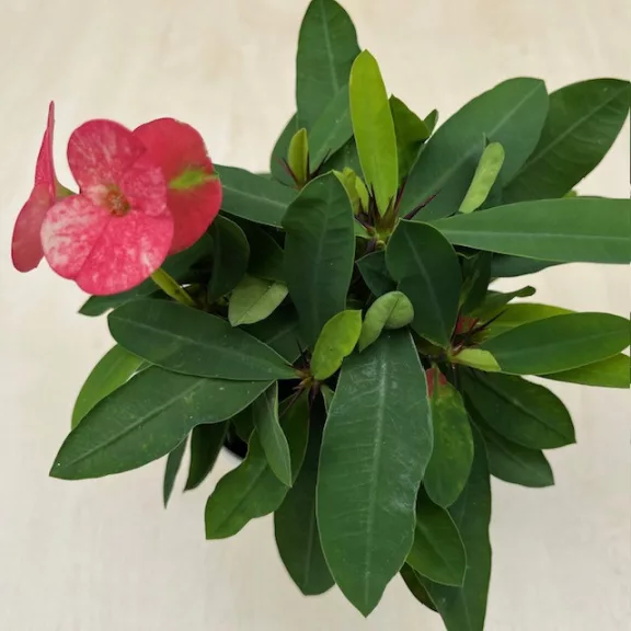 Euphorbia milli maxi - nagyvirágú kutyatej