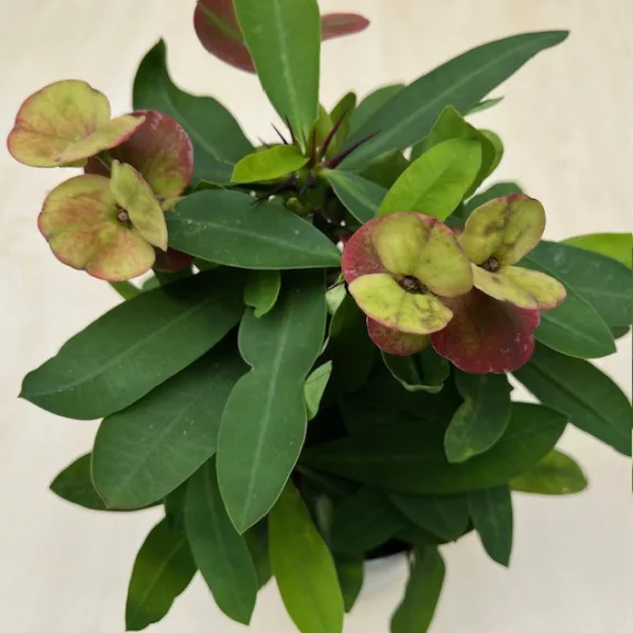 Euphorbia milli maxi - nagyvirágú kutyatej