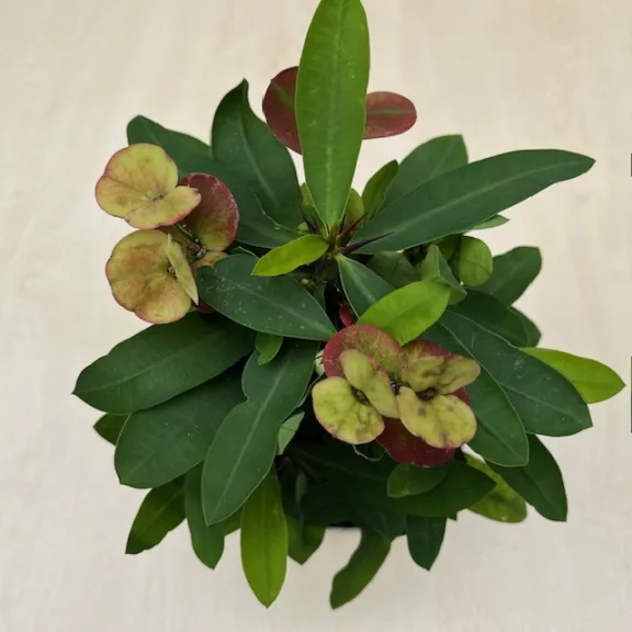 Euphorbia milli maxi - nagyvirágú kutyatej