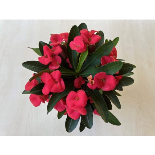 Euphorbia milli maxi 'Olympia'