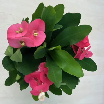   Euphorbia Tiara Charlotte Rose - Nagyvirágú pompás kutyatej 