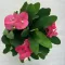 Euphorbia Tiara Charlotte Rose - Nagyvirágú pompás kutyatej 
