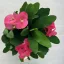 Euphorbia Tiara Charlotte Rose - Nagyvirágú pompás kutyatej 