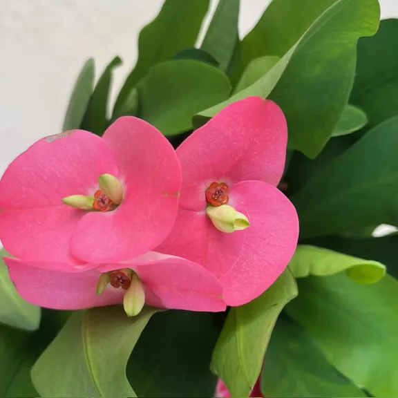 Euphorbia Tiara Charlotte Rose - Nagyvirágú pompás kutyatej 