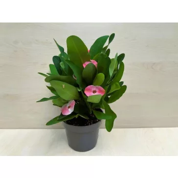  Euphorbia Tiara Charlotte Rose - Nagyvirágú pompás kutyatej 