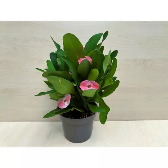 Euphorbia Tiara Charlotte Rose - Nagyvirágú pompás kutyatej 