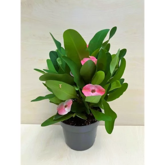 Euphorbia Tiara Charlotte Rose - Nagyvirágú pompás kutyatej 