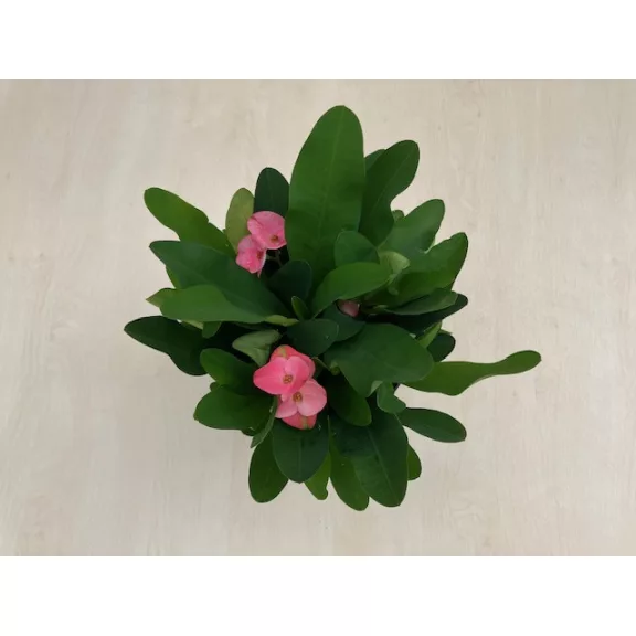 Euphorbia Tiara Charlotte Rose - Nagyvirágú pompás kutyatej 