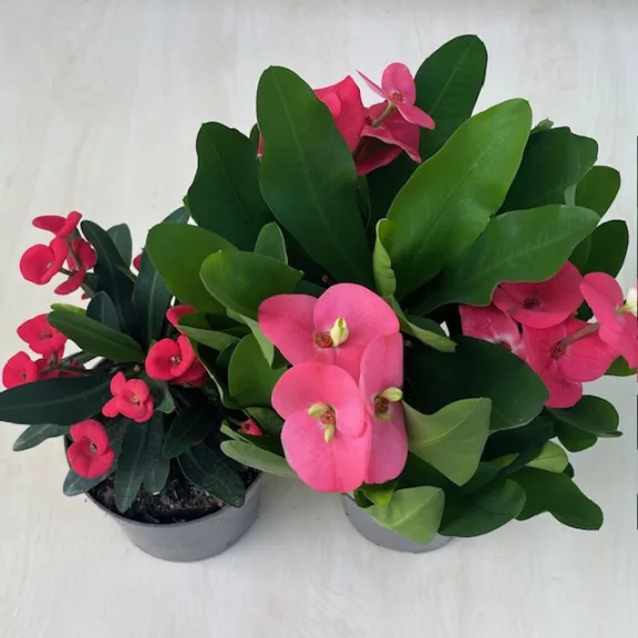 Euphorbia Tiara Charlotte Rose - Nagyvirágú pompás kutyatej 