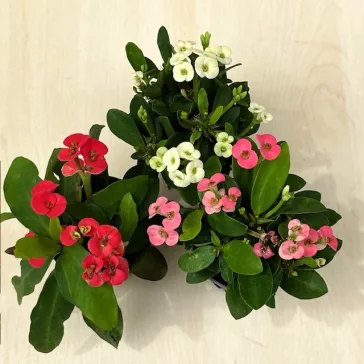 Euphorbia milli MINI többféle színben