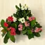 Euphorbia milli MINI többféle színben
