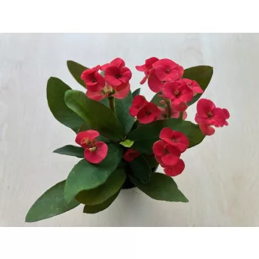 Euphorbia milli MINI többféle színben