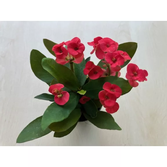 Euphorbia milli MINI többféle színben