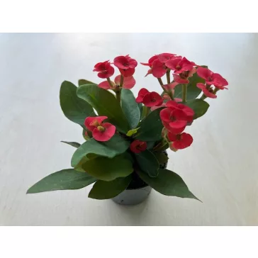 Euphorbia milli MINI többféle színben