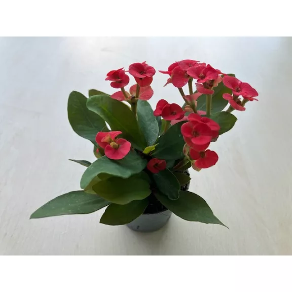 Euphorbia milli MINI többféle színben