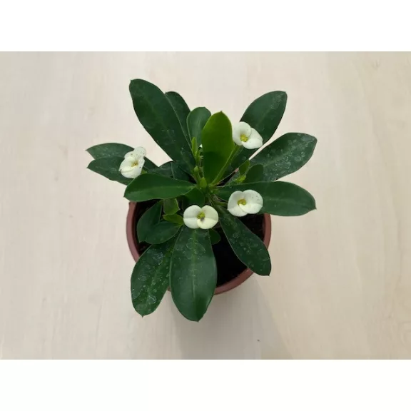Euphorbia milli MINI többféle színben