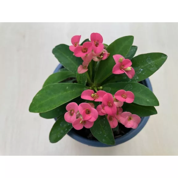 Euphorbia milli MINI többféle színben