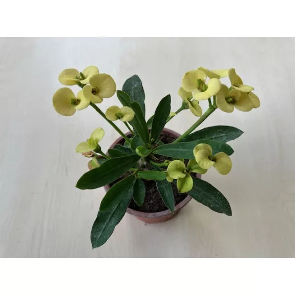 Euphorbia milli MINI többféle színben