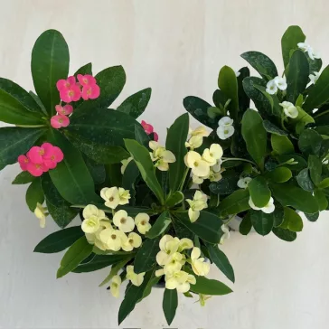 Euphorbia milli többféle színben (11 cm-es cserépben)