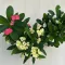 Euphorbia milli többféle színben (11 cm-es cserépben)