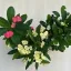 Euphorbia milli többféle színben (11 cm-es cserépben)