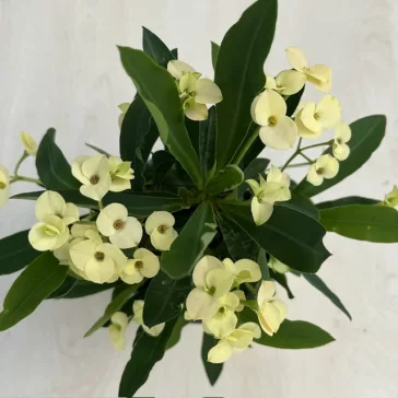 Euphorbia milli többféle színben (11 cm-es cserépben)