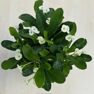 Euphorbia milli többféle színben (11 cm-es cserépben)