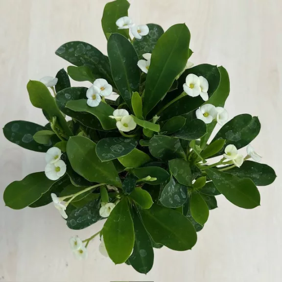Euphorbia milli többféle színben (11 cm-es cserépben)