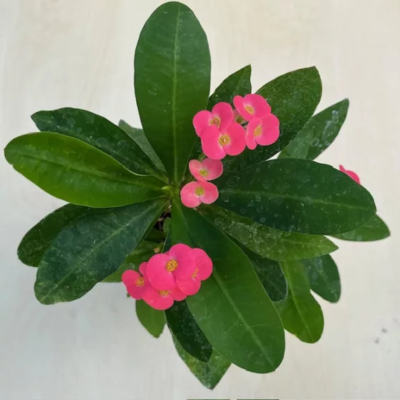 Euphorbia milli többféle színben (11 cm-es cserépben)