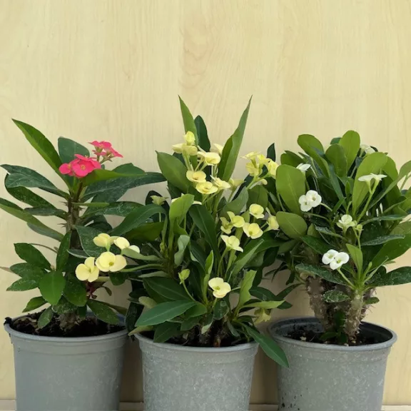 Euphorbia milli többféle színben (11 cm-es cserépben)