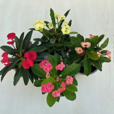 Euphorbia milli többféle színben