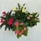 Euphorbia milli többféle színben