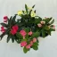 Euphorbia milli többféle színben