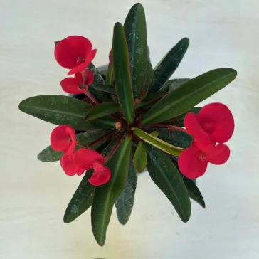 Euphorbia milli többféle színben