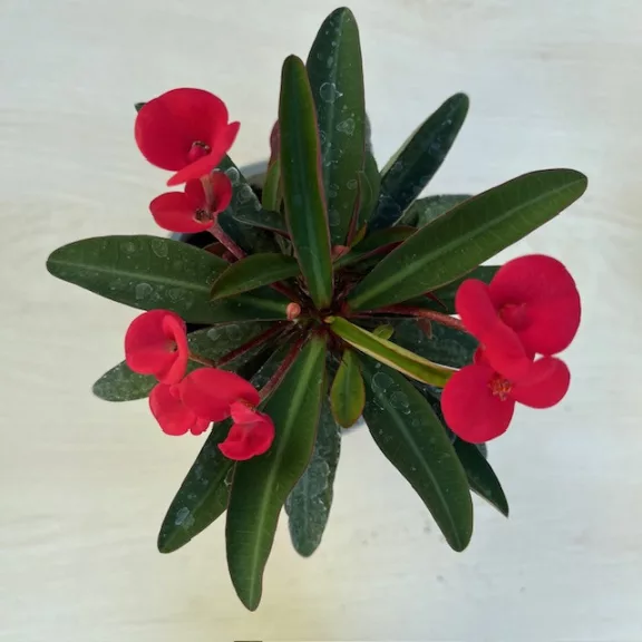 Euphorbia milli többféle színben