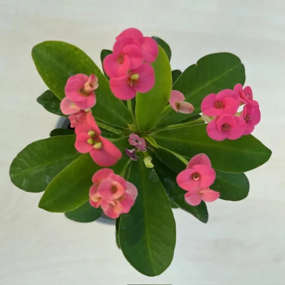 Euphorbia milli többféle színben
