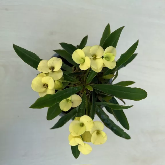 Euphorbia milli többféle színben