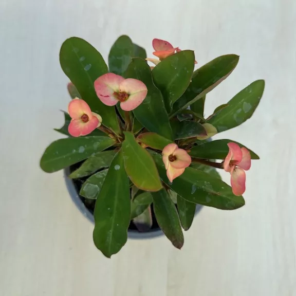 Euphorbia milli többféle színben