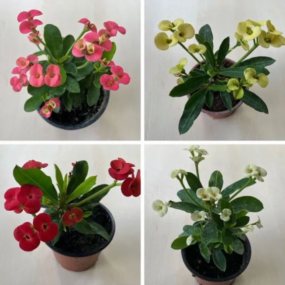 Euphorbia milli többféle színben