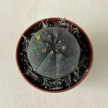 Euphorbia obesa