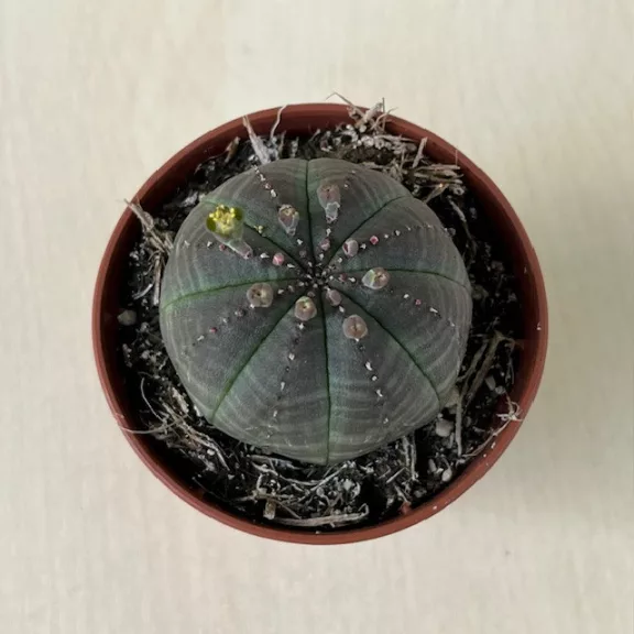 Euphorbia obesa