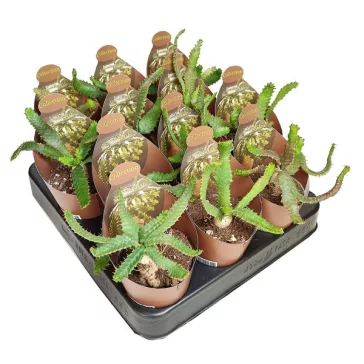 Euphorbia stellata