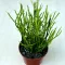 Euphorbia tirucalli 'Stramineous'- Botkaktusz