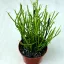 Euphorbia tirucalli 'Stramineous'- Botkaktusz