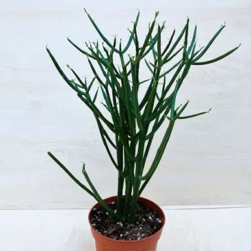Euphorbia tirucalli - Botkaktusz