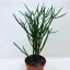 Euphorbia tirucalli - Botkaktusz
