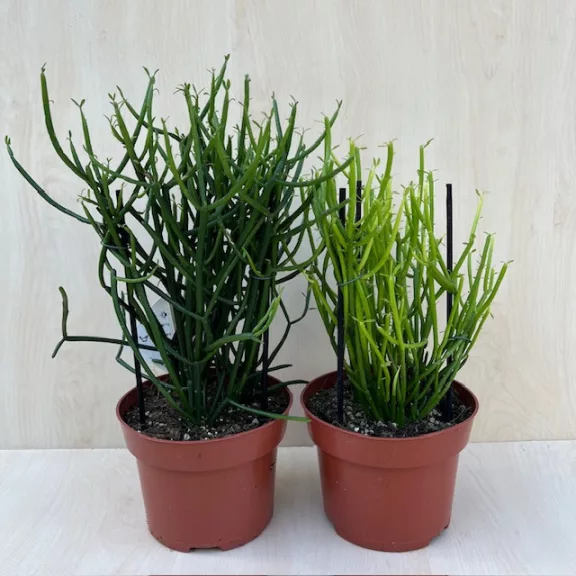 Euphorbia tirucalli - Botkaktusz