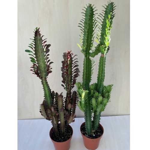 Euphorbia trigona és rubra nagy méret